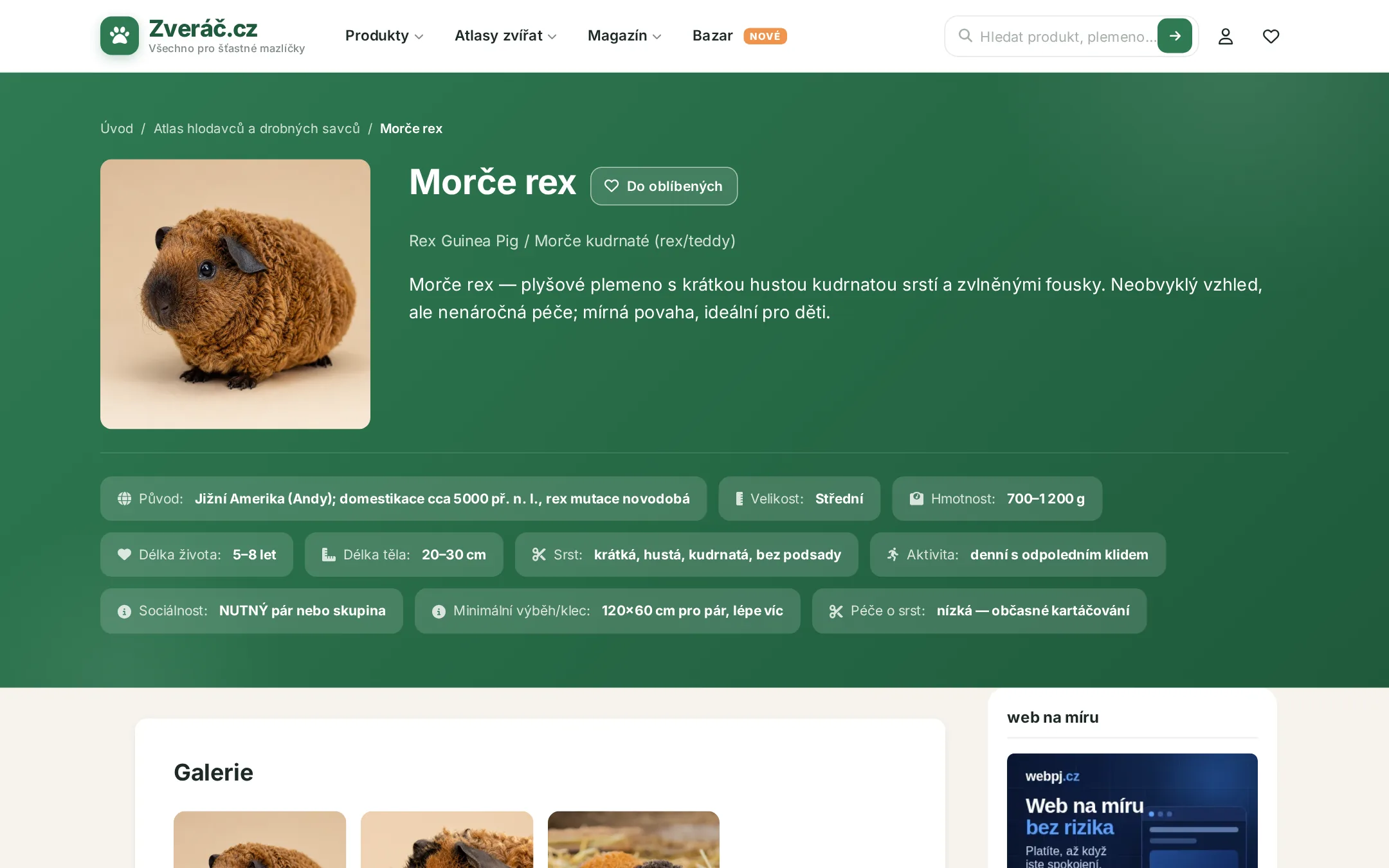 Detail plemene Morče rex — parametry, popis chovu, galerie a tipy